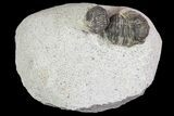 Lot: Gerastos Trilobite Fossils - Pieces #69141-3